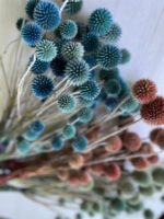 Ехінопс червоний 10 шт - Ехінопс