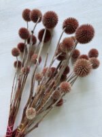 Ехінопс червоний 10 шт - Ехінопс