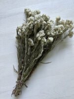 Анафаліс 10 шт - Стабілізовані рослини