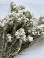 Анафаліс 10 шт - Стабілізовані рослини