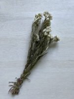 Анафаліс 10 шт - Стабілізовані рослини