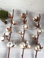 Бавовна натуральна на гілці ( 5 бутонів на гілці ) - Бавовна