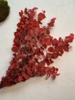 Евкаліпт Ценерея стабілізований червона - Евкаліпт стабілізований