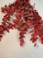 Евкаліпт Ценерея стабілізований червона - Евкаліпт стабілізований