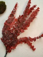 Евкаліпт Ценерея стабілізований червона - Евкаліпт стабілізований