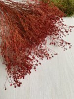 Брум блум бордо сухий - Брюмелія суха