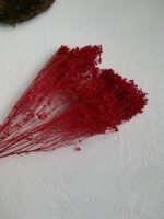 Брюмелія червона сухоцвіт - Брюмелія суха