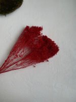 Брюмелія червона сухоцвіт - Брюмелія суха