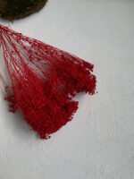 Брюмелія червона сухоцвіт - Брюмелія суха