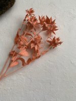 Сафлор стабілізований кораловий 8 квіточок - Сафлор