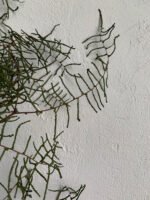 Корал ферн натуральний 5 шт - Інше