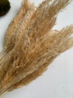 Декоративна трава висвітлена (10 шт) - Кортадерія
