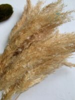 Декоративна трава висвітлена (10 шт) - Кортадерія