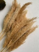 Декоративна трава висвітлена (10 шт) - Кортадерія