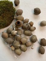 Плоди евкаліпта Bellgums 100 гр - Дрібний декор ( шишки)