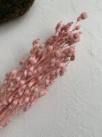 Віскарія рожева - Стабілізовані рослини