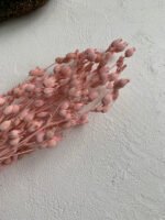 Віскарія рожева - Стабілізовані рослини