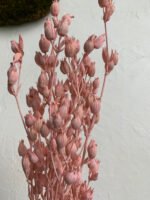 Віскарія рожева - Стабілізовані рослини