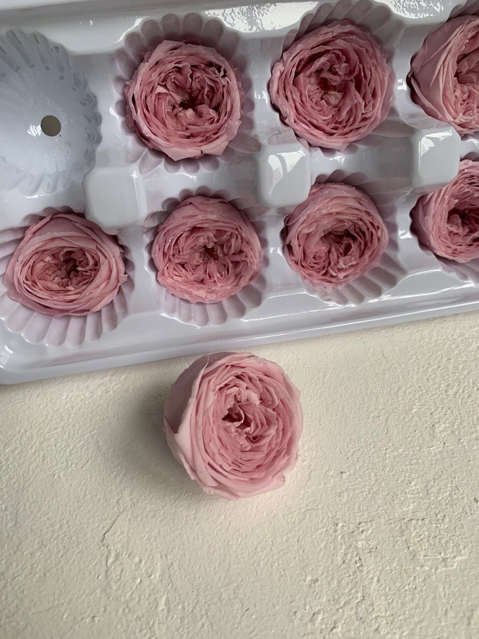 4205298551_roza-ostin-sirenevaya.jpg Роза Остін бузкова - Троянда стабілізована півоноїдна 4-5 см