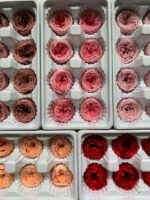 Роза Остін бузкова - Троянда стабілізована півоноїдна 4-5 см