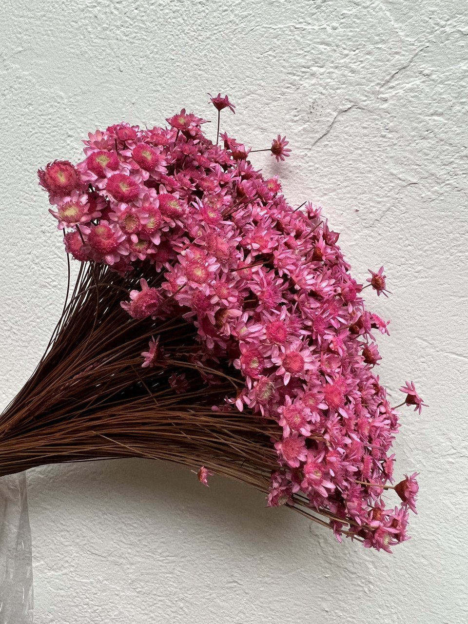 4230842900_gliksiya-50-gr.jpg Гліксія 50 гр ( фуксія) - Гліксія