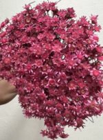 Гліксія 50 гр ( фуксія) - Гліксія