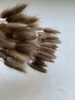 Лагурус попелясто коричневий ( 50 шт ) - Лагурус