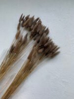 Лагурус попелясто коричневий ( 50 шт ) - Лагурус