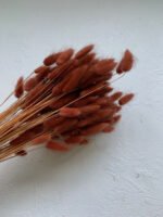 Лагурус коричневий махагон 100 гр - Лагурус