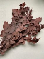 Евкаліпт Ценерея стабілізований бордо - Евкаліпт стабілізований