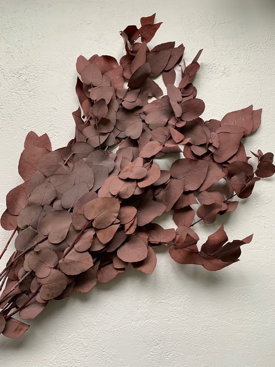 4343650040_evkalipt-tsenereya-stabilizirovannyj.jpg Евкаліпт Ценерея стабілізований бордо - Евкаліпт стабілізований