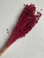 Льон малиновий - Льон