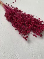 Льон малиновий - Льон