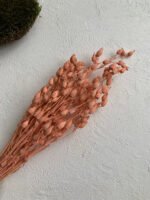 Смілка коралова - Стабілізовані рослини