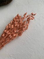 Смілка коралова - Стабілізовані рослини