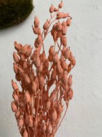 Смілка коралова - Стабілізовані рослини