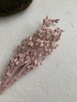 Смілка бузкова - Стабілізовані рослини