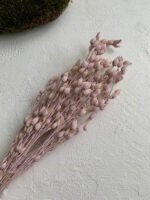 Смілка бузкова - Стабілізовані рослини