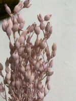 Смілка бузкова - Стабілізовані рослини