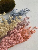 Смілка бузкова - Стабілізовані рослини