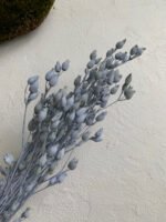 Смілка блакитна - Стабілізовані рослини