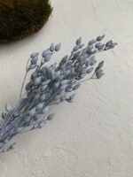 Смілка блакитна - Стабілізовані рослини