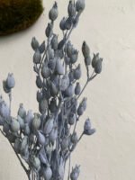 Смілка блакитна - Стабілізовані рослини