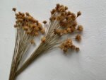 Hill flower натуральний 50 шт - Квітковий Бутон