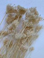 Фенхель сухоцвіт (Finocchio) вибілений - Фенхель (Finocchio)