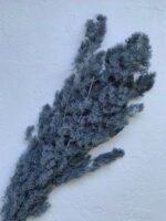 Аспарагус сірий - Аспарагус