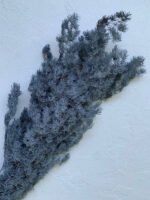 Аспарагус сірий - Аспарагус