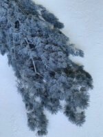 Аспарагус сірий - Аспарагус