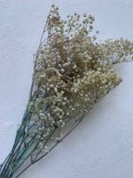 Гіпсофіла стабілізована - Інше