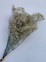 Гіпсофіла стабілізована - Інше